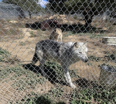 camping and visiting the wild wolf sanctuary new mexico